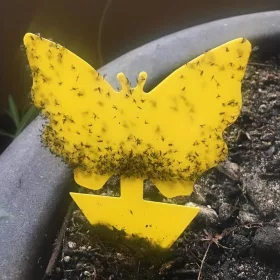   5db Hatékony Ragadós Rovarcsapda Beltéri és Kültéri Használatra