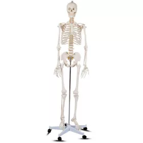 Anatómiai csontváz modell állvánnyal