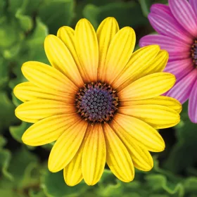   Garden of Eden Kerti dekoráció - virág - 7,5 cm - 4 db / csomag