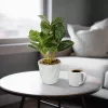 Vog und Arths fittonia műnövény dekoráció 20 x 9 cm