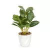 Vog und Arths fittonia műnövény dekoráció 20 x 9 cm