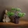 Vog und Arths műnövény bonsai dekoráció 25 x 9 cm