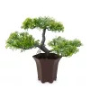 Vog und Arths műnövény bonsai dekoráció 25 x 9 cm