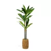 Vog und Arths Dracaena Fragrans műnövény dekoráció 1,1-1,2 m