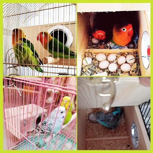 Fából Készült Madárfészkelő Doboz, Átlátszó ablakkal