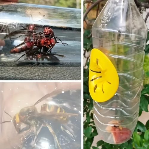 6db Méh- és Darázscsapda