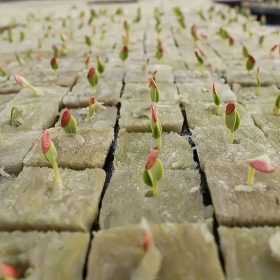   100 kiváló minőségű talaj nélküli termesztési szubsztrátum