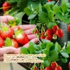 3 darabos Prémium Akasztós Eperültető Táska Készlet