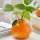 Stílusos narancssárga citrusforma váza