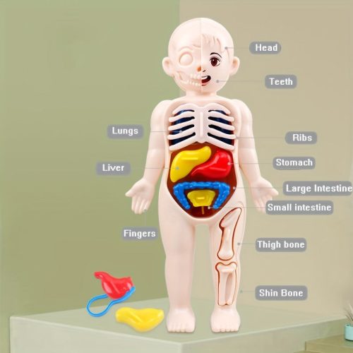 Oktatáshoz használt emberi anatómiai modell készlet gyerekeknek