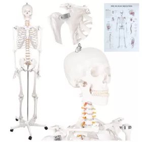 Glimz emberi csontváz 170cm