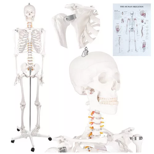 Glimz emberi csontváz 170cm