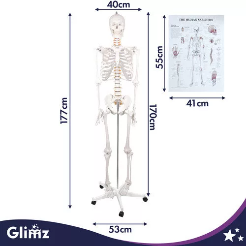 Glimz emberi csontváz 170cm