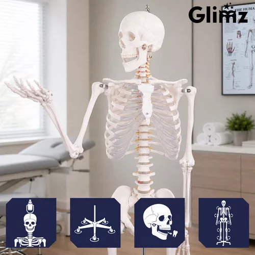 Glimz emberi csontváz 170cm