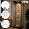 Glimz emberi csontváz 170cm