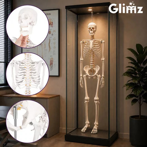 Glimz emberi csontváz 170cm
