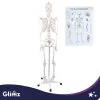 Glimz emberi csontváz 170cm