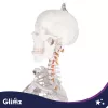 Glimz emberi csontváz 170cm