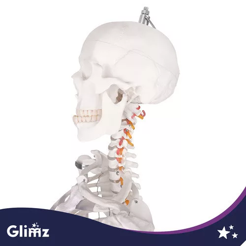 Glimz emberi csontváz 170cm