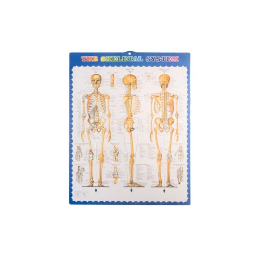 Emberi csontváz - 170cm magas Malatec 22583, anatómiai modell, iskolai Tartásjavító heveder, oktatási eszköz, orvosi modellezés