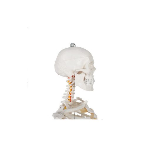 Emberi csontváz - 170cm magas Malatec 22583, anatómiai modell, iskolai Tartásjavító heveder, oktatási eszköz, orvosi modellezés