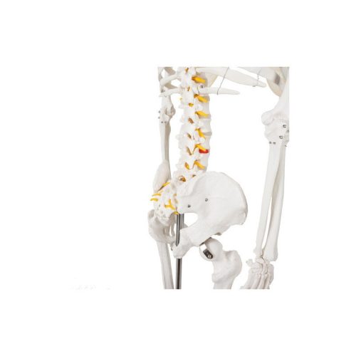 Emberi csontváz - 170cm magas Malatec 22583, anatómiai modell, iskolai Tartásjavító heveder, oktatási eszköz, orvosi modellezés
